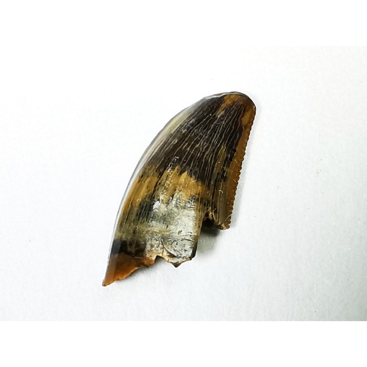 dent de dinosaure Zapsalis sp. - Campanien (Montana)