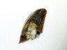 dent de dinosaure Zapsalis sp. - Campanien (Montana)