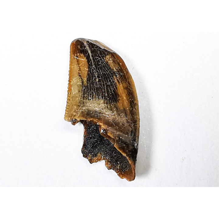 dinosaur tooth Zapsalis sp. - Campanian (Montana)