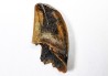 dinosaur tooth Zapsalis sp. - Campanian (Montana)