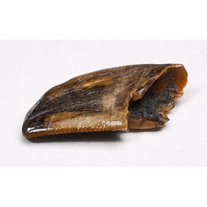 dinosaur tooth Zapsalis sp. - Campanian (Montana)