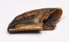 dent de dinosaure Zapsalis sp. - Campanien (Montana)