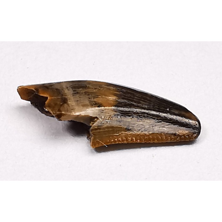 dinosaur tooth Zapsalis sp. - Campanian (Montana)