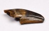 dent de dinosaure Zapsalis sp. - Campanien (Montana)