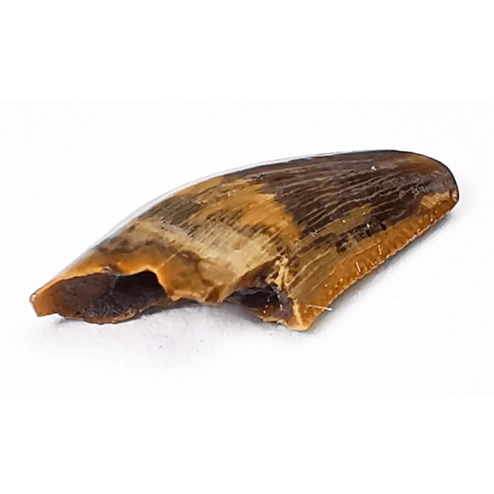 dinosaur tooth Zapsalis sp. - Campanian (Montana)