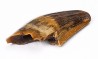 dinosaur tooth Zapsalis sp. - Campanian (Montana)