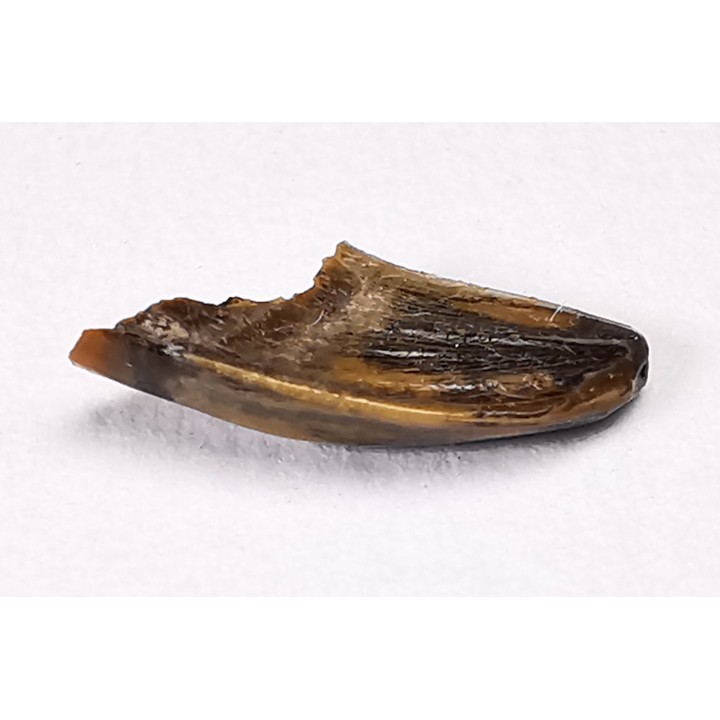 dent de dinosaure Zapsalis sp. - Campanien (Montana)