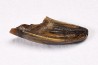 dent de dinosaure Zapsalis sp. - Campanien (Montana)