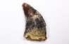 dent de dinosaure Archeroraptor temertyorum. - Maastrichtien (Sud Dakota)