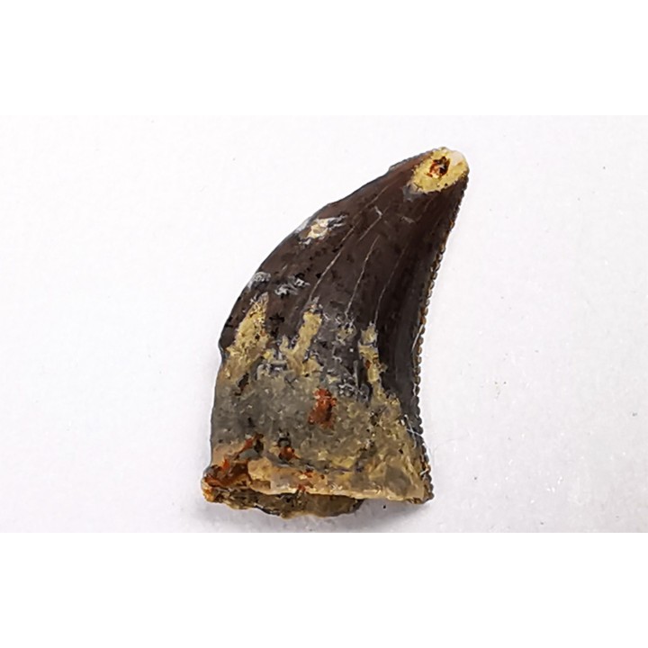 dent de dinosaure Archeroraptor temertyorum. - Maastrichtien (Sud Dakota)