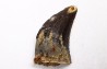 dent de dinosaure Archeroraptor temertyorum. - Maastrichtien (Sud Dakota)