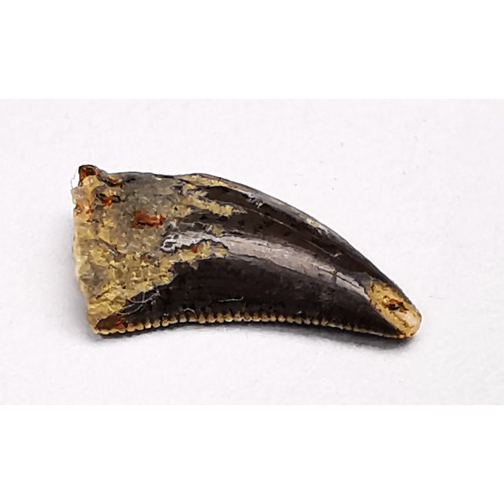 dent de dinosaure Archeroraptor temertyorum. - Maastrichtien (Sud Dakota)