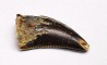 dent de dinosaure Archeroraptor temertyorum. - Maastrichtien (Sud Dakota)