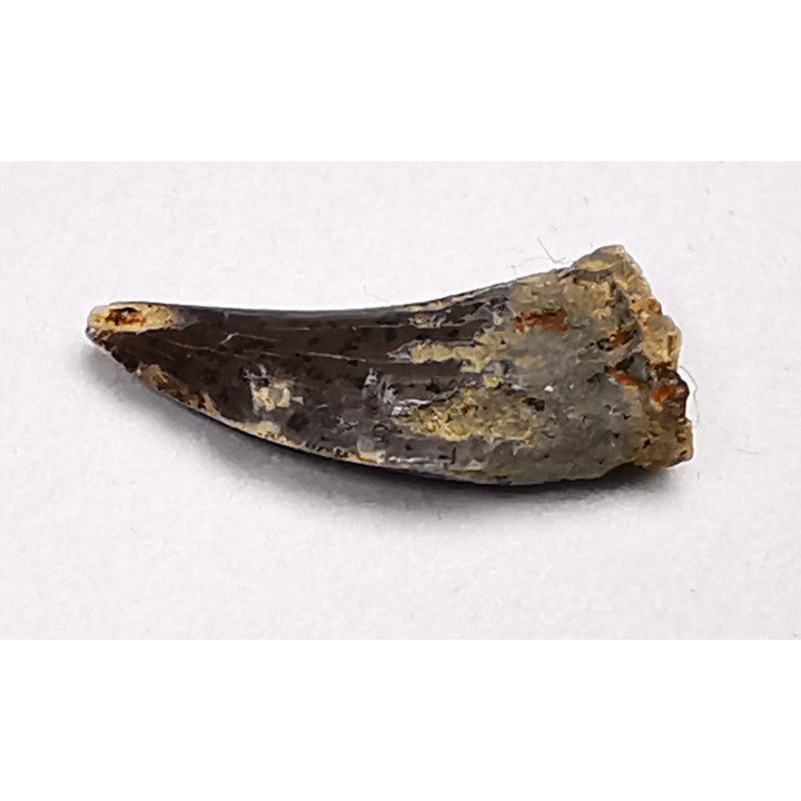 dent de dinosaure Archeroraptor temertyorum. - Maastrichtien (Sud Dakota)