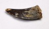 dent de dinosaure Archeroraptor temertyorum. - Maastrichtien (Sud Dakota)