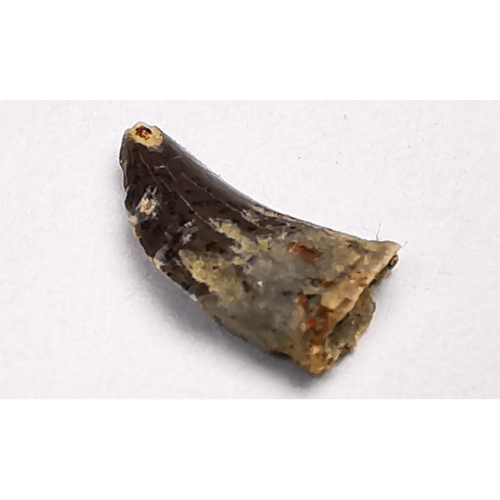 dinosaur tooth Acheroraptor temertyorum - Maastrichtian (South Dakota)