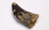 dent de dinosaure Archeroraptor temertyorum. - Maastrichtien (Sud Dakota)