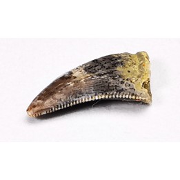 dinosaur tooth Acheroraptor temertyorum - Maastrichtian (South Dakota)