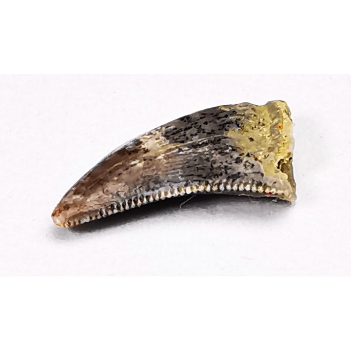 dinosaur tooth Acheroraptor temertyorum - Maastrichtian (South Dakota)