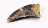 dinosaur tooth Acheroraptor temertyorum - Maastrichtian (South Dakota)