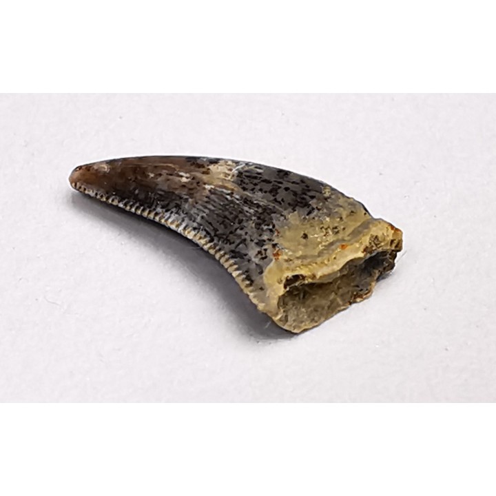 dent de dinosaure Archeroraptor temertyorum. - Maastrichtien (Sud Dakota)