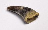 dinosaur tooth Acheroraptor temertyorum - Maastrichtian (South Dakota)