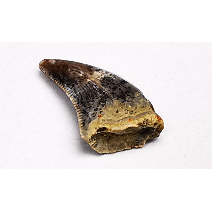 dent de dinosaure Archeroraptor temertyorum. - Maastrichtien (Sud Dakota)