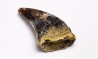 dinosaur tooth Acheroraptor temertyorum - Maastrichtian (South Dakota)