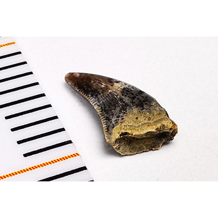 dinosaur tooth Acheroraptor temertyorum - Maastrichtian (South Dakota)