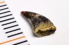 dent de dinosaure Archeroraptor temertyorum. - Maastrichtien (Sud Dakota)