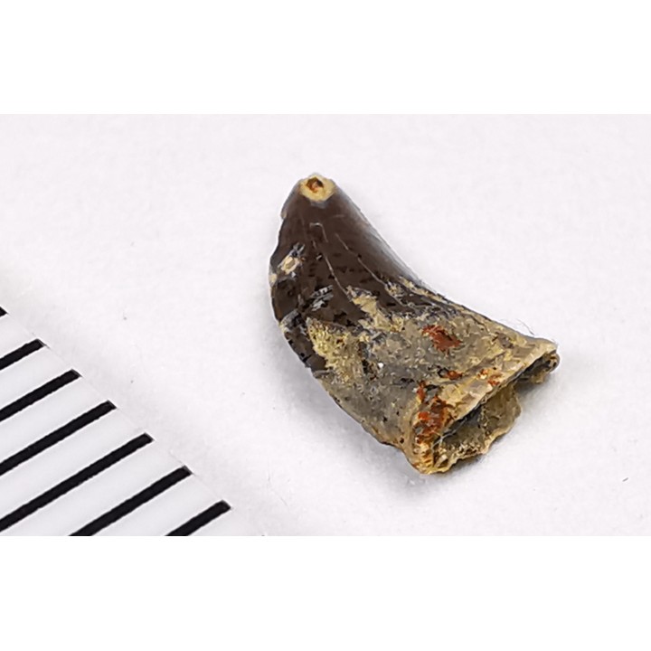 dent de dinosaure Archeroraptor temertyorum. - Maastrichtien (Sud Dakota)