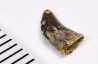 dinosaur tooth Acheroraptor temertyorum - Maastrichtian (South Dakota)