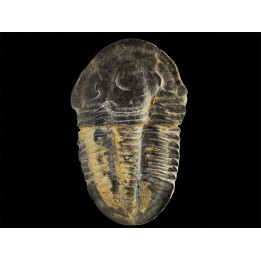 Trilobite Asaphiscus wheeleri - middle Cambrian (Utah)