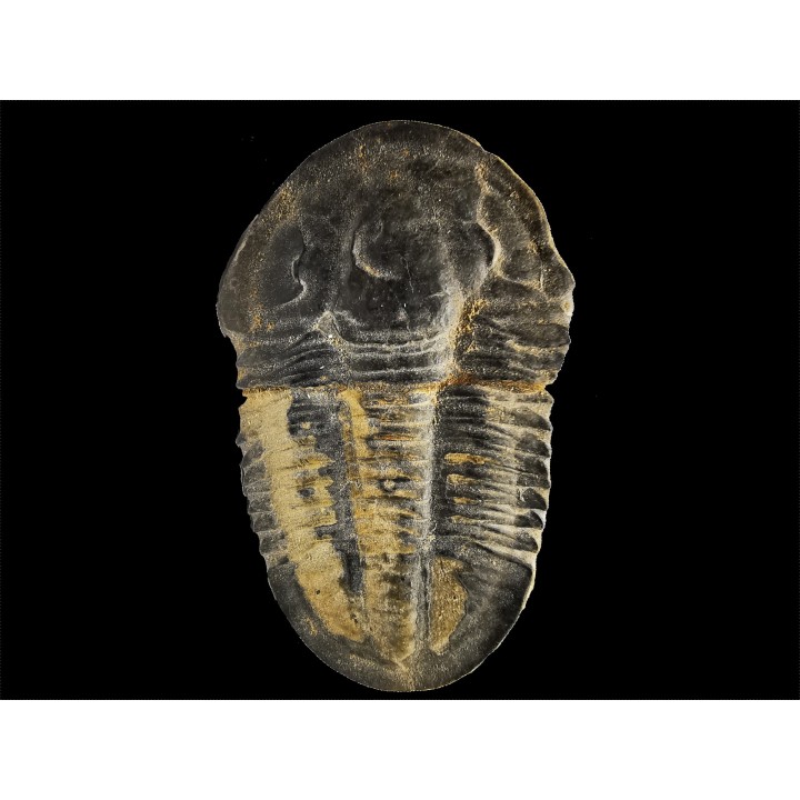 Trilobite Asaphiscus wheeleri - middle Cambrian (Utah)