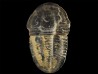 Trilobite Asaphiscus wheeleri - middle Cambrian (Utah)