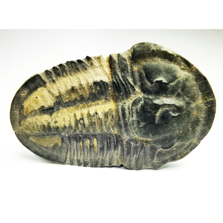 Trilobite Asaphiscus wheeleri, Cambrien moyen (Utah)