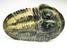 Trilobite Asaphiscus wheeleri - middle Cambrian (Utah)