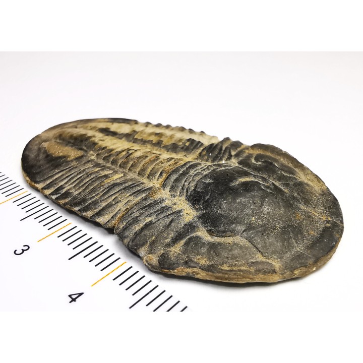 Trilobite Asaphiscus wheeleri - middle Cambrian (Utah)
