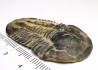 Trilobite Asaphiscus wheeleri, Cambrien moyen (Utah)