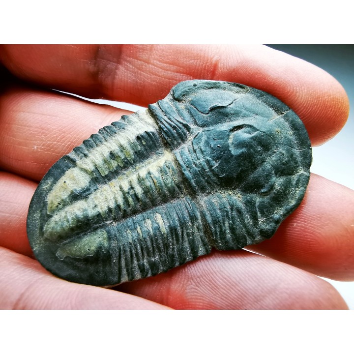 Trilobite Asaphiscus wheeleri - middle Cambrian (Utah)