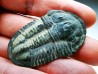 Trilobite Asaphiscus wheeleri - middle Cambrian (Utah)