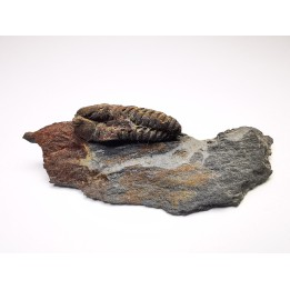 Colpocoryphe rouaulti, middle Ordovician, Britanny, FRANCE