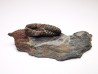 Colpocoryphe rouaulti, middle Ordovician, Britanny, FRANCE