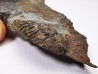 trilobite de Bretagne: Colpocoryphe rouaulti - Ordovicien de Crozon (29) - FRANCE