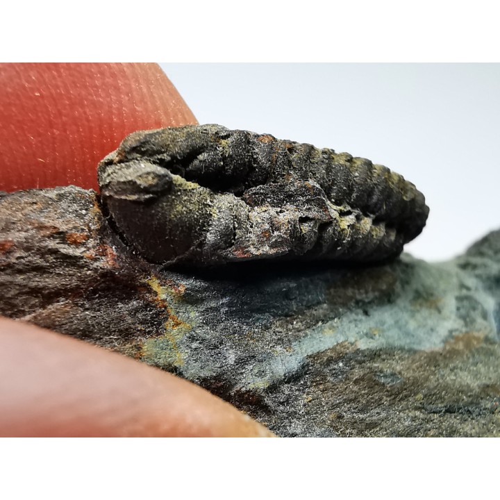 Colpocoryphe rouaulti, middle Ordovician, Britanny, FRANCE