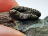 trilobite de Bretagne: Colpocoryphe rouaulti - Ordovicien de Crozon (29) - FRANCE