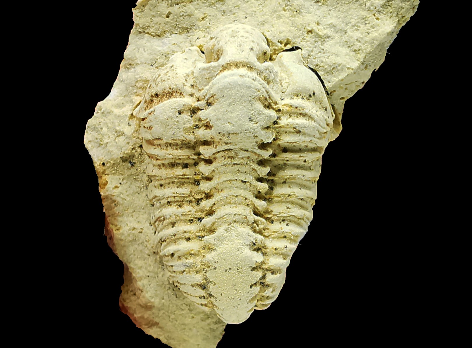 Trilobite Calymene celebra, Silurien (Illinois)