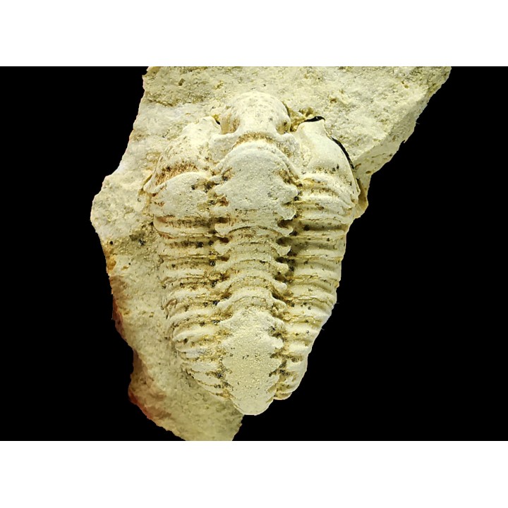 Trilobite Calymene celebra, Silurien (Illinois)