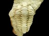 Trilobite Calymene celebra, Silurien (Illinois)
