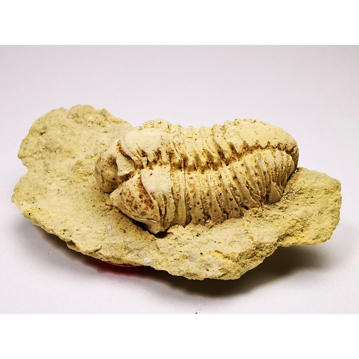 Trilobite Calymene celebra, Silurian (Illinois)